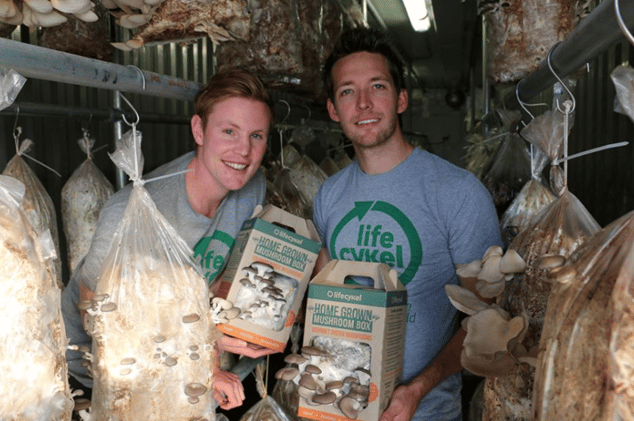 gourmet-oyster-mushrooms