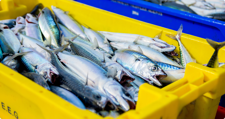 seafood wholesale distributor ordermentum