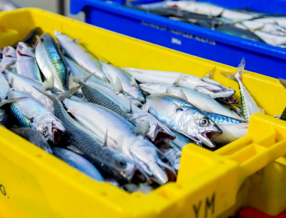 Fish Seafood - Hero